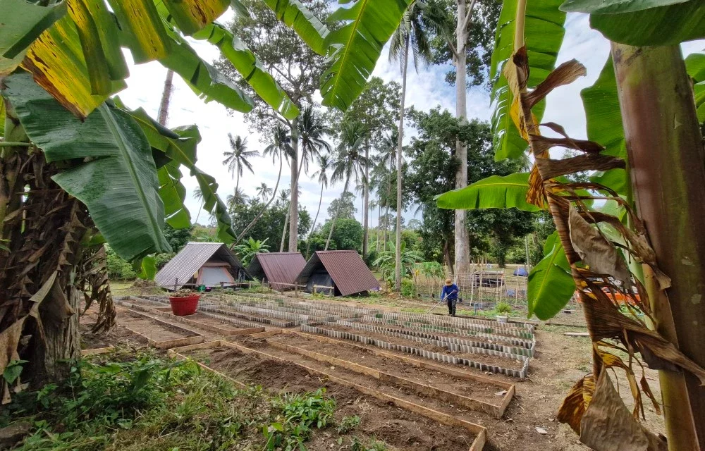 Samui Camping Farm